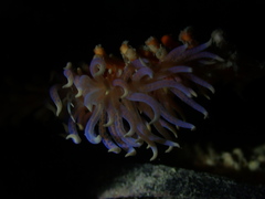 Phyllodesmium poindimiei