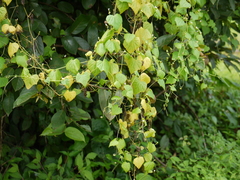 Zehneria maysorensis