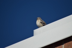 Mimus polyglottos