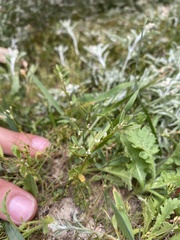 Polygonum plebeium