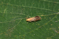 Crassa tinctella