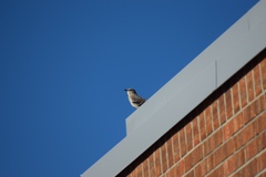 Mimus polyglottos
