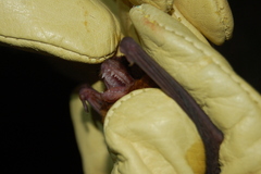 Eptesicus furinalis