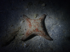 Goniodiscaster seriatus