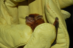 Eptesicus furinalis