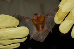 Eptesicus furinalis