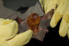Eptesicus furinalis