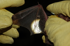 Eptesicus furinalis