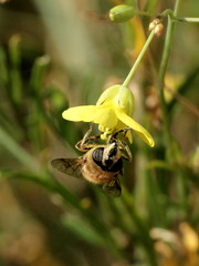 Eristalis tenax