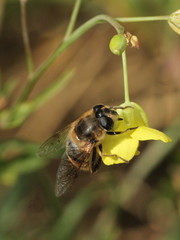 Eristalis tenax