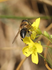 Eristalis tenax