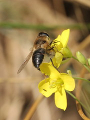 Eristalis tenax