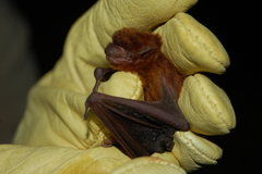 Eptesicus furinalis