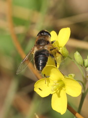 Eristalis tenax