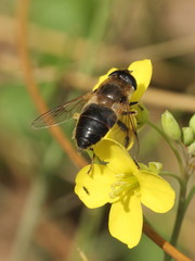 Eristalis tenax
