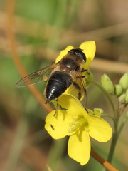 Eristalis tenax