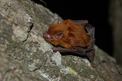 Eptesicus furinalis