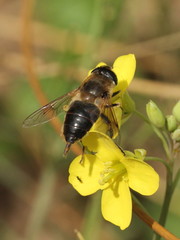 Eristalis tenax
