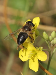 Eristalis tenax