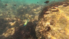Thalassoma newtoni