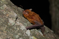 Eptesicus furinalis