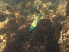 Thalassoma newtoni