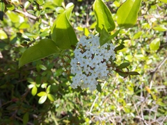 Viburnum obovatum