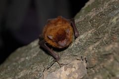 Eptesicus furinalis