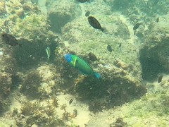 Thalassoma newtoni