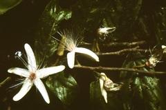 Ryania pyrifera