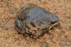 Hemisus marmoratus