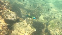 Thalassoma newtoni