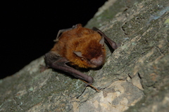 Eptesicus furinalis