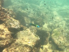 Thalassoma newtoni