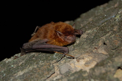 Eptesicus furinalis