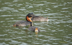 Podiceps major navasi