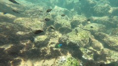 Thalassoma newtoni
