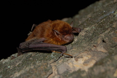 Eptesicus furinalis
