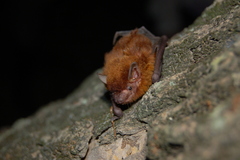 Eptesicus furinalis