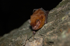 Eptesicus furinalis
