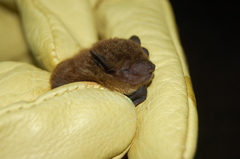 Eptesicus furinalis