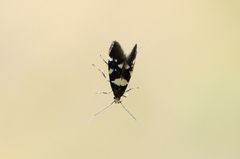 Denisia stroemella
