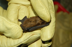 Eptesicus furinalis