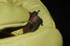 Eptesicus furinalis