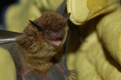 Eptesicus furinalis