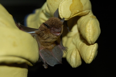 Eptesicus furinalis