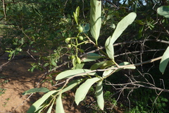 Cordia sinensis