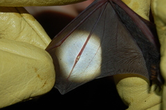 Eptesicus furinalis