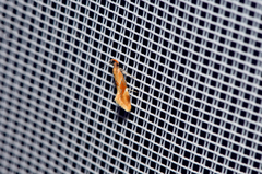 Epicallima formosella