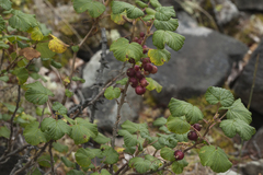 Ribes graveolens